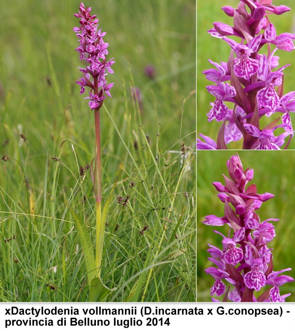 DACTYLORHIZA: immagini di una splendida orchidacea.